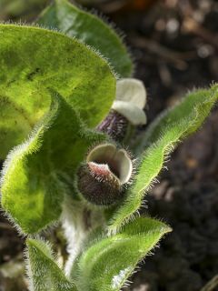 Asaret, Asarum pulchellum