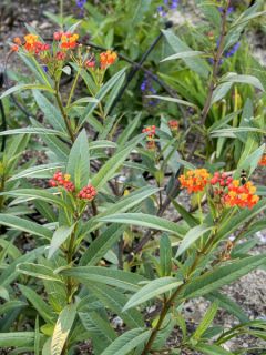 Asclépiade, Asclepias curassavica