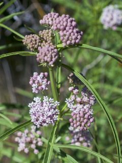 Asclépiade, Asclepias fascicularis