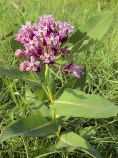 Asclépiade, Asclepias sullivantii