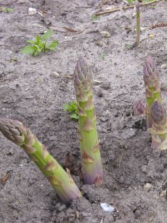 Asperge - Asparagus officinalis