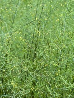 Asparagus pseudoscaber Spitzenschleier