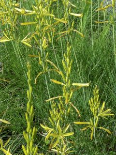 Asphodeline liburnica, Baton de Jacob