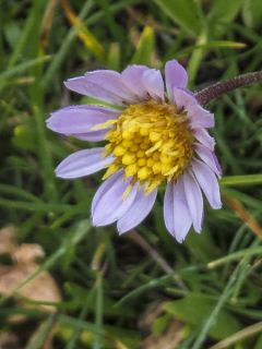 Aster alpigenus var. andersonii