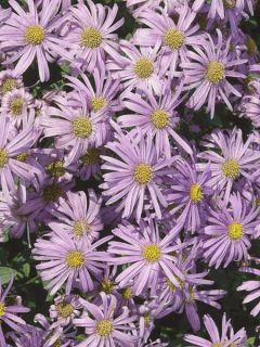 Aster amellus Peach Blossom