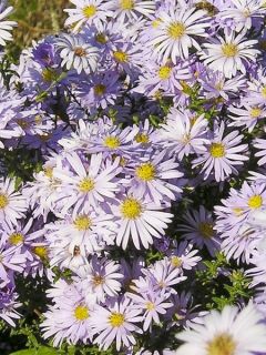 Aster amellus September Glow