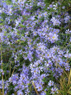 Aster azureus