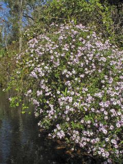 Aster carolinianus Aster carolinianus