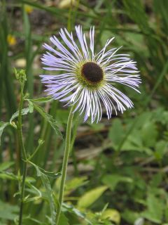 Aster diplostephioides