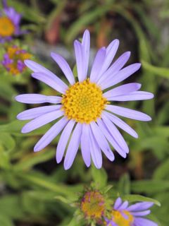 Aster farreri