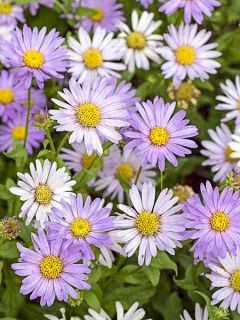 Aster frikartii Flora s Delight