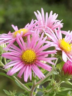 Aster novae-angliae Madame Loyau