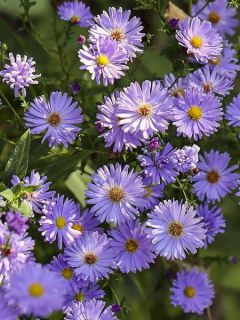 Aster novi-belgii Audrey