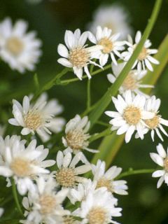 Aster ptarmicoïdes