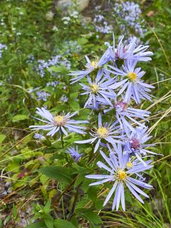 Aster puniceus