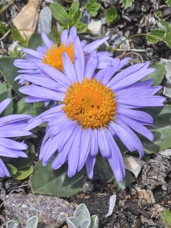 Aster stracheyi