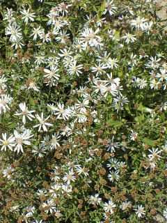 Aster tradescantii