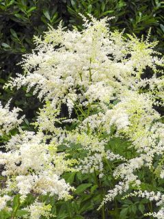Astilbe biternata