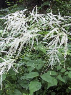 Astilbe myriantha