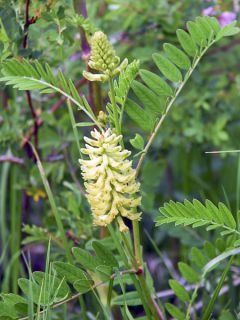 Astragalus canadensis