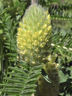 Astragalus centralpinus