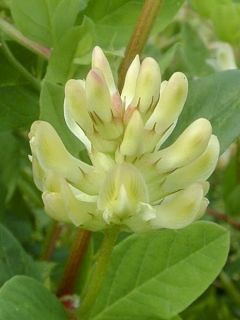 Astragalus glycyphyllos
