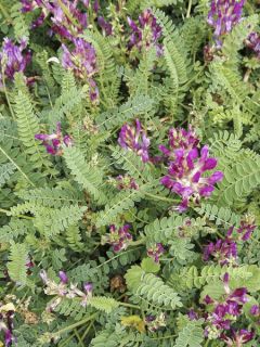 Astragalus monspessulanus