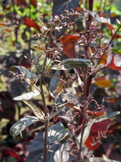 Arroche Rouge Bio - Ferme de Sainte Marthe