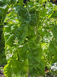 Arroche Verte Bio - Ferme de Sainte Marthe