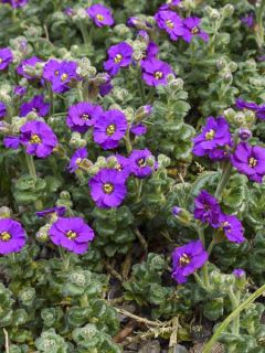 Aubriète, Aubrietia Elsa Lancaster