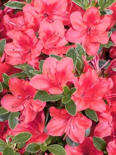 Azalée japonaise 'Moederdag' Azalée japonaise 'Moederdag'