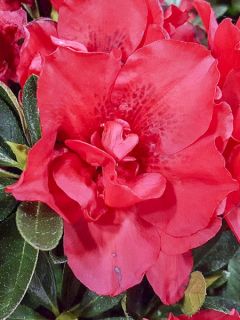 Azalée hybride ENCORE® Autumn Creach