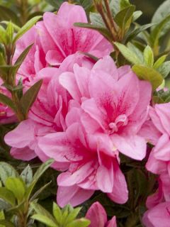 Azalée hybride ENCORE® Empress