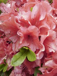 Azalée hybride ENCORE® Princess