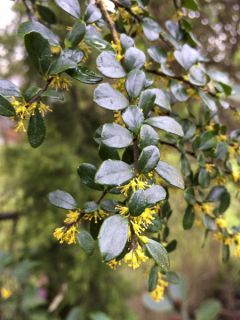 Azara microphylla - Mimosa du Chili