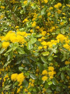 Azara serrata - Azara à dents de scie