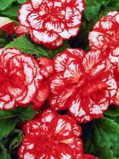 Bégonia érigé double 'Marmorata'