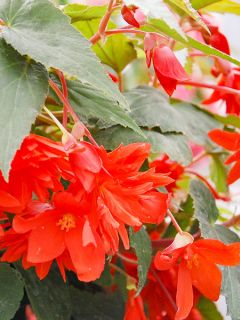 Bégonia retombant Belleconia Red