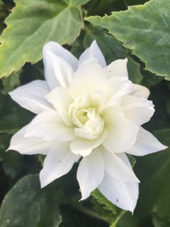 Bégonia retombant Belleconia Ivory