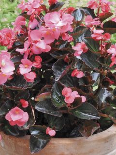 Bégonia Big Rose Bronze Leaf en Mini motte