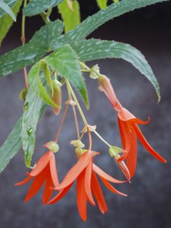 Bégonia de Bolivie