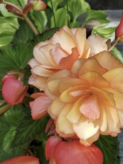 Bégonia retombant Fragrant Falls Peach en Mini-mottes