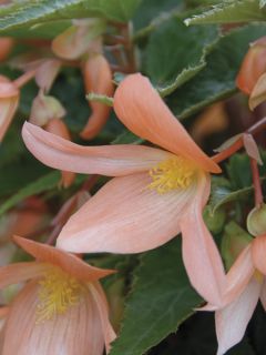 Bégonia retombant Summerwings Apricot en Mini motte