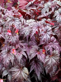 Begonia Garden Angel Plum