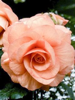 Begonia Grandiflora Saumon