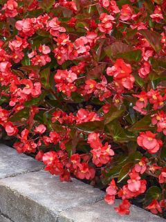 Bégonia Viking Bronze Red Mini-mottes