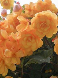 Begonia multiflora Bijou de Gand