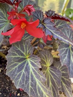 Bégonia retombant Summerwings Dark Elegance