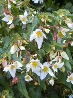 Bégonia 'Summerwings White Elegance'