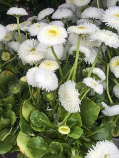 Paquerette Galaxy Blanc